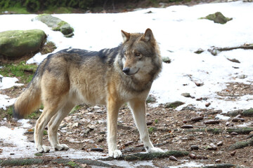 Wolf / Wolf / Canis lupus