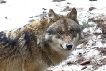 Wolf / Wolf / Canis lupus