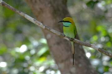 Little green bee-eater