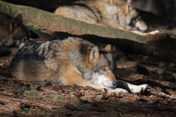 Wolf / Wolf / Canis lupus