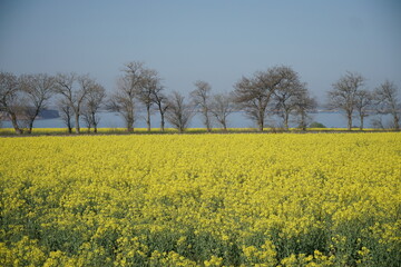 Spring Ukraine, rabs field