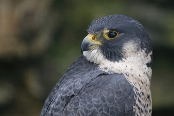 Wanderfalke / Peregrine falcon / Falco peregrinus