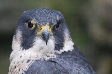Wanderfalke / Peregrine falcon / Falco peregrinus