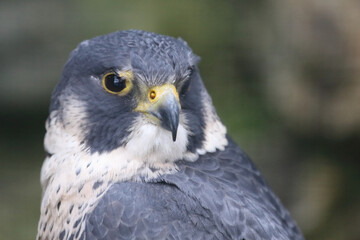 Wanderfalke / Peregrine falcon / Falco peregrinus