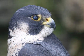 Fototapeta premium Wanderfalke / Peregrine falcon / Falco peregrinus