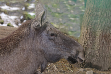 Fototapeta premium Elch / Moose / Alces alces
