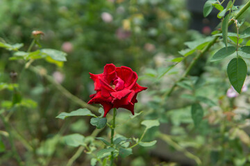 Beautiful flower for background.