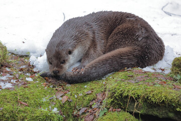 Eurasischer Fischotter / Eurasien otter / Lutra lutra