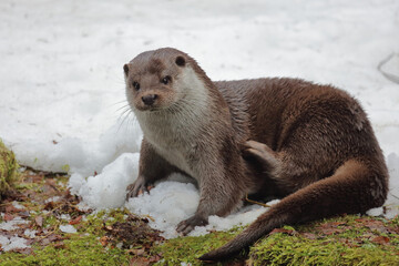 Eurasischer Fischotter / Eurasien otter / Lutra lutra