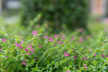 Beautiful flower for background.