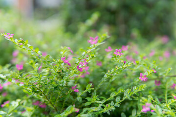 Beautiful flower for background.