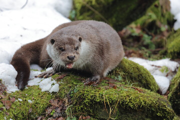 Eurasischer Fischotter / Eurasien otter / Lutra lutra