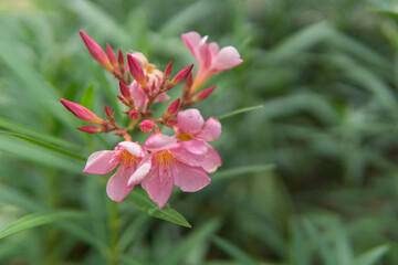 Beautiful flower for background.