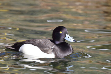 Fototapeta premium Reiherente / Tufted duck / Aythya fuligula