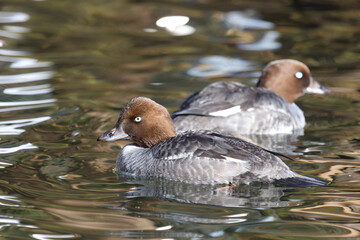 Schellente / Common goldeneye / Bucephala clangula