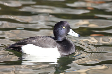 Reiherente / Tufted duck / Aythya fuligula