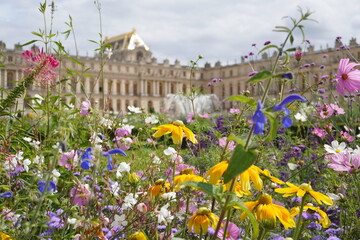 Flower at the Palace of Versailles