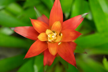 Close-up of orange Bromeliads flowering plants blooming in the garden on green leaves background. (Bromeliaceae)