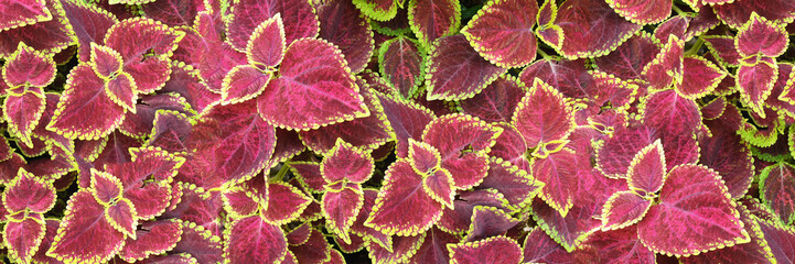 Coleus pink and green leaves decorative background close up, painted nettle flowering plant, bright purple foliage texture, fuchsia color abstract natural pattern, colorful floral design, copy space - obrazy, fototapety, plakaty
