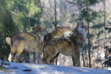 Wolf / Wolf / Canis lupus