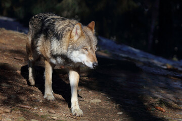 Naklejka na ściany i meble Wolf / Wolf / Canis lupus