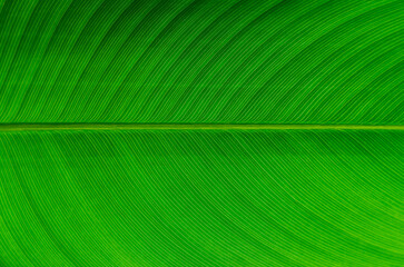 Selective focus of green leave with its veins for background and texture.