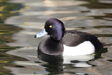 Reiherente / Tufted duck / Aythya fuligula