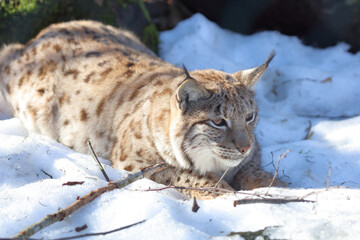 Eurasischer Luchs / Eurasian lynx / Lynx lynx
