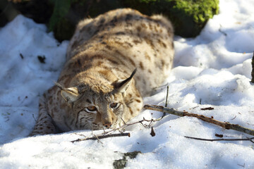 Eurasischer Luchs / Eurasian lynx / Lynx lynx