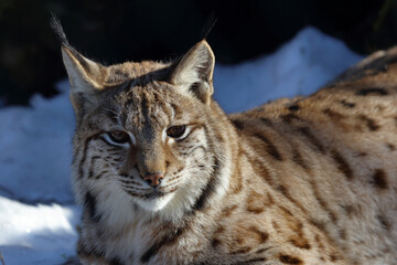 Eurasischer Luchs / Eurasian lynx / Lynx lynx
