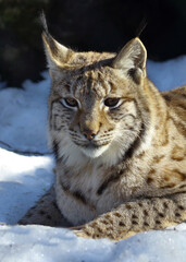 Naklejka na ściany i meble Eurasischer Luchs / Eurasian lynx / Lynx lynx