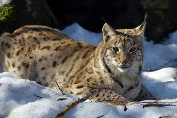 Eurasischer Luchs / Eurasian lynx / Lynx lynx