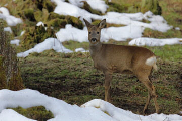 Europäisches Reh / Roe deer / Capreolus capreolus
