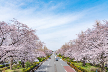 国立市・大学通り・桜