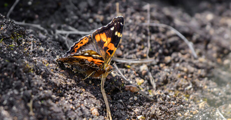 Beautiful red admiral butterfly perched on the ground in Horton Plains national park.