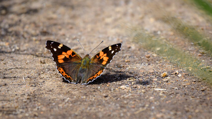 Fototapeta na wymiar Indian red admiral (Vanessa indica) butterfly bask in the warmth of the sun while sipping salts and minerals from the soil. Beautiful butterfly spotted in the Horton plains national park.