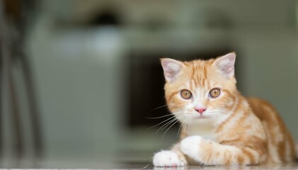 close up photo of orange cat