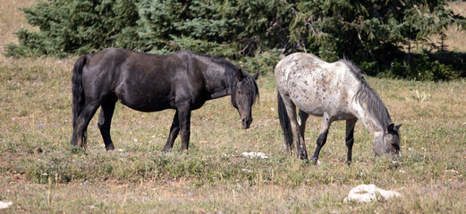 Black stallion and blue roan wild horses in the western United States