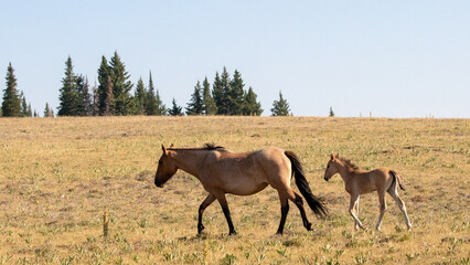 Dun mare leading her baby colt in the western United States