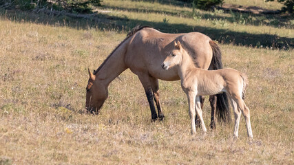 Dun mare with her baby colt foal in the Pryor Mountains in Montana United States