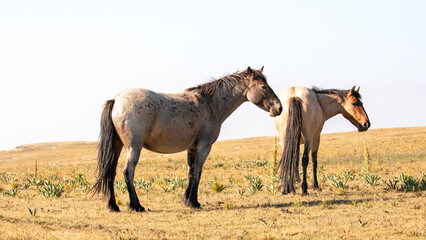Red and Blue Roan Wild Horse stallions on Tillett Ridge in the Pryor Mountains Wild Horse Range in...