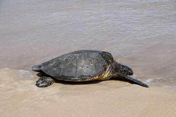 Slaughterhouse Beach, Maui, Hawaii