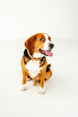 beagle dog portrait