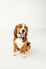 beagle dog portrait