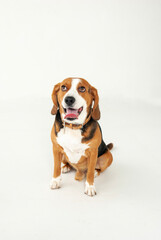 beagle dog portrait