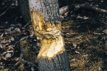 signs of a beaver eating a tree