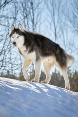Cute siberian husky dog portrait in sunny winter forest.