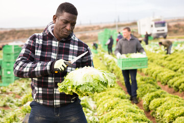 African american man gardener picking harvest of lettuce to crate and using knife in garden