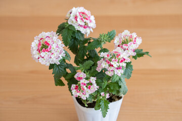 バーベナ・ガーデニング・園芸・花・植物・ポット