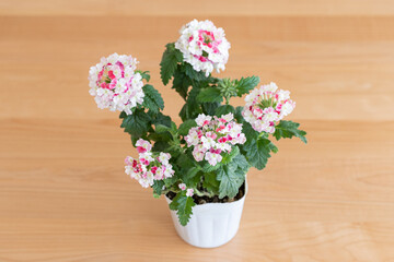 バーベナ・ガーデニング・園芸・花・植物・ポット